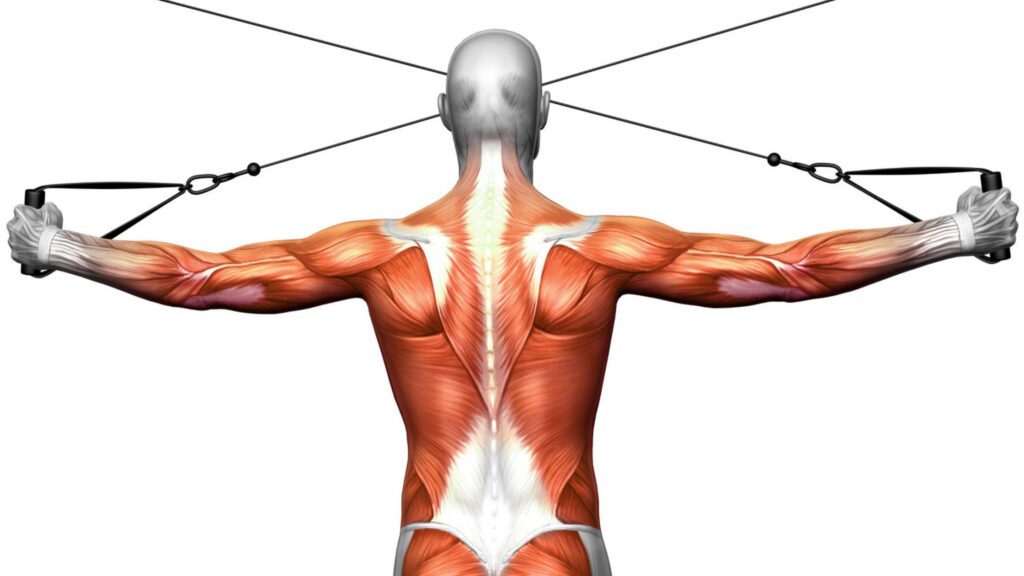 Músculos de la Espalda