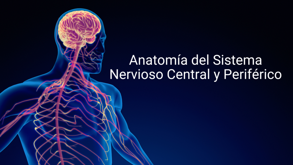 Anatomía del Sistema Nervioso Central y Periférico