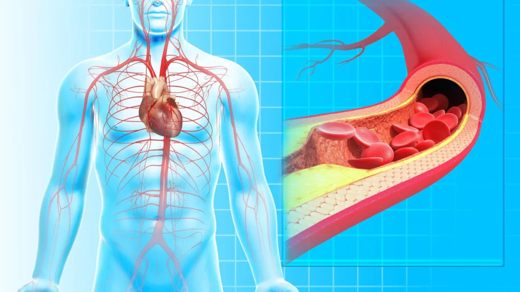 La anatomía sistema cardiovascular