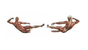 Anatomía del Sistema Muscular