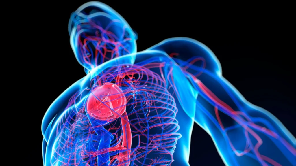El sistema cardiovascular